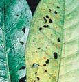 Frutales-cribado.jpg