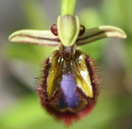 Ophrys speculum.jpg