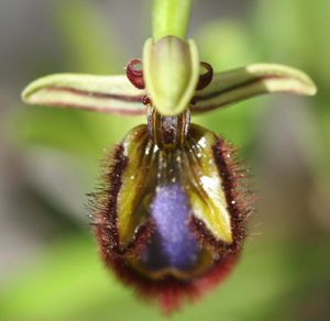 Ophrys speculum.jpg