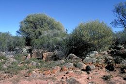 Acacia duriuscula 1.jpg