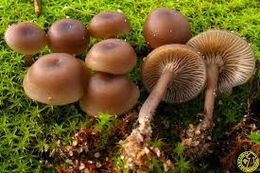 Clitocybe barbularum.jpg
