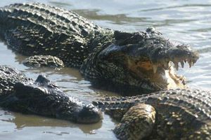 Cocodrilos-cienaga-de-zapata.jpg