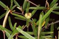 Croton elliotianus 3.jpg