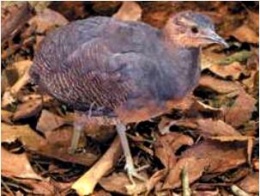 Crypturellus noctivagus.JPG