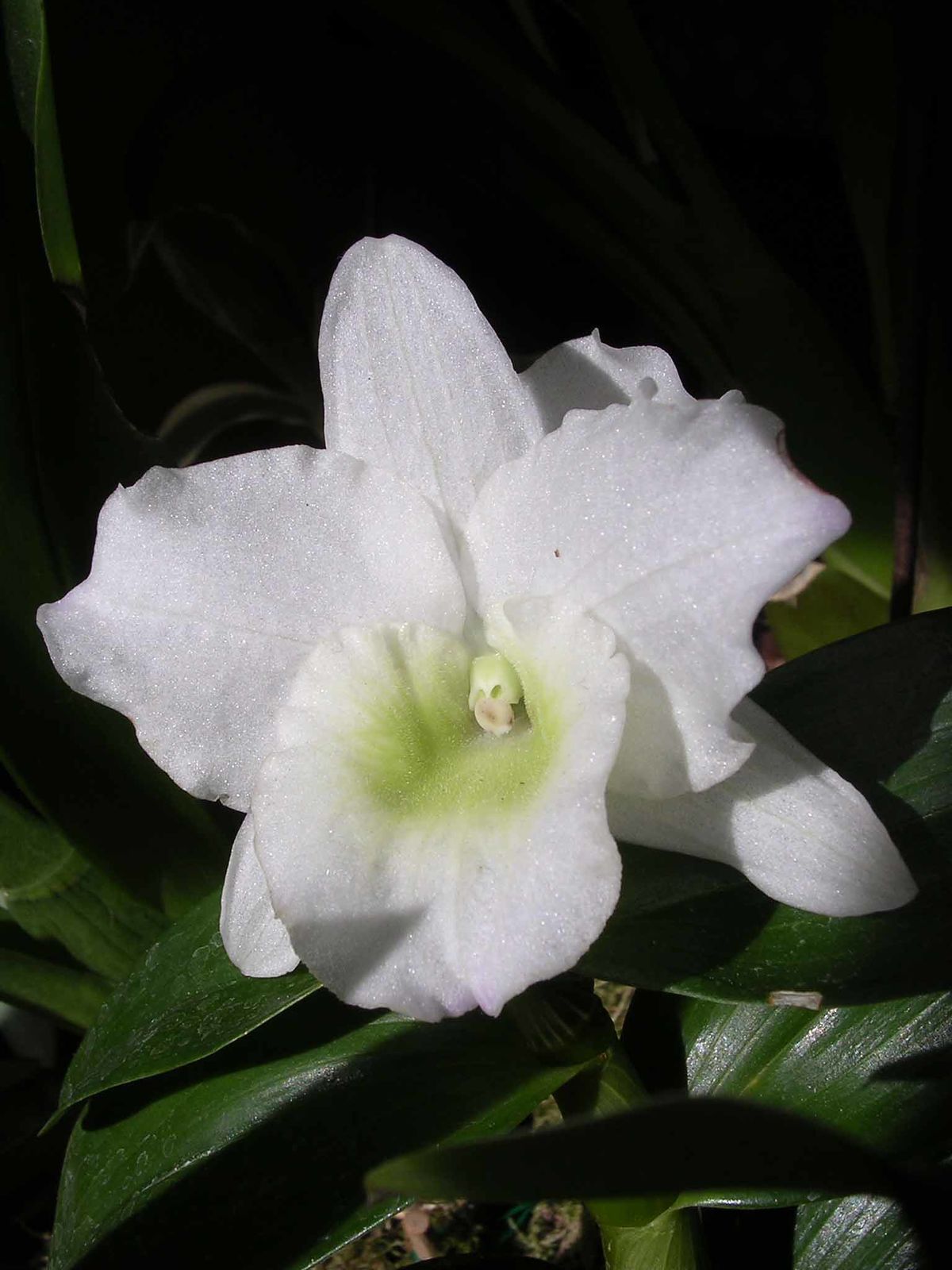 Dendrobium Nobile - EcuRed