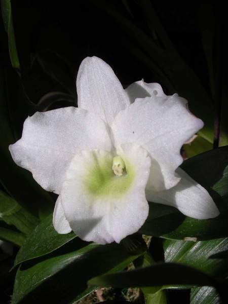 Archivo:DendrobiumNobile1.jpg