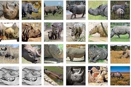 Familis de Rhinocerotidae.jpg