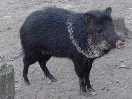 Pecarí de collar .jpg