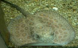 Potamotrygon DSCN0131.jpg