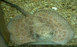 Potamotrygon DSCN0131.jpg