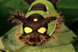 Acharia stimulea.jpg