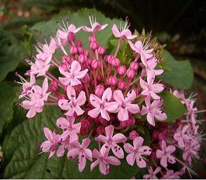 Clerodendrum b (4).jpg