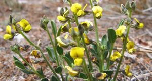 Crotalaria avonensis 1.jpg