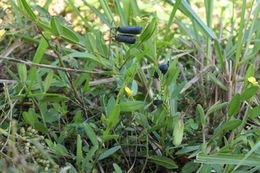 Crotalaria sagittalis.jpg