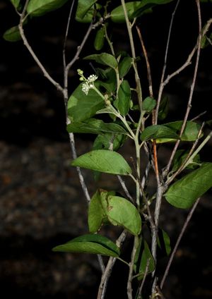 Croton doctoris.jpg