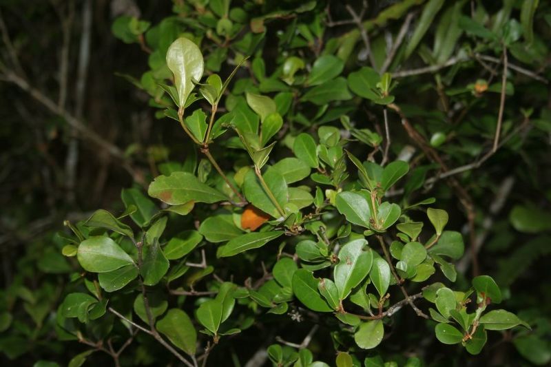 Archivo:Croton macrobuxus 1.jpg
