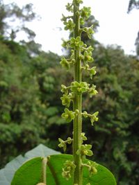 Croton rusbyi