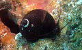 Miniatura de la versión del 16:57 21 nov 2016