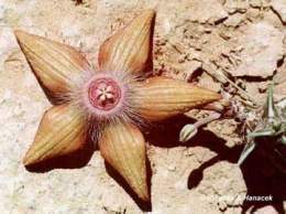 Duvalia-sulcata.jpg