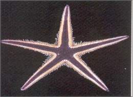 Estrella plana septada.jpg