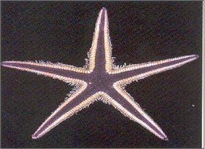 Estrella plana septada.jpg