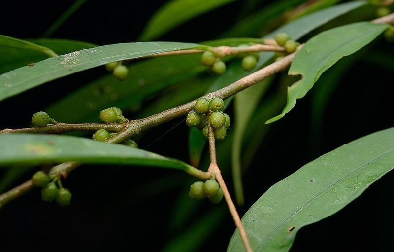 Archivo:Ficus cuspidata.jpg