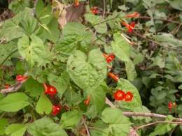 Ipomoea coccinea.jpg