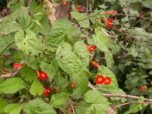 Ipomoea coccinea.jpg