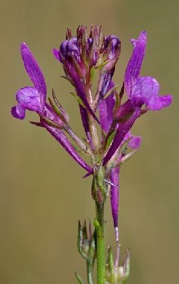LinariaPelisseriana.jpg