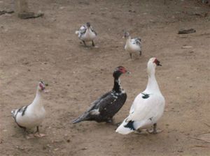 Patos p.jpg