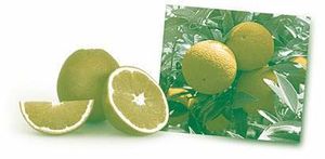 Patrones citricos.jpg