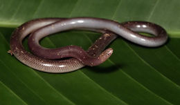 Serpiente-gusano.jpg