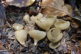 Tarzetta catinus.jpg