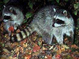 Tres marias raccoon 11.jpg