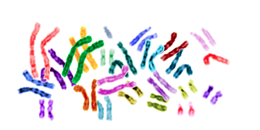 Trisomia-10p.png