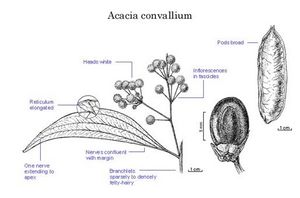 Acacia convallium.jpg