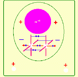 Acetiluro.gif