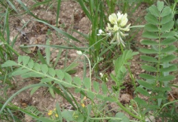 Astragalus boeticus3.JPG