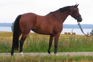 Caballo danés.jpg
