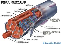 Fibra muscular - EcuRed