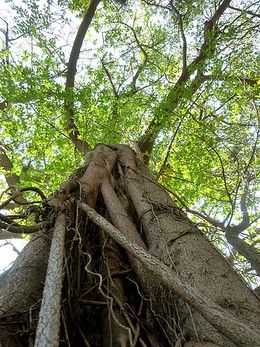 Ficus natalensis.jpg