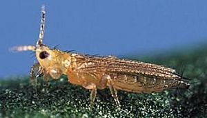 Frankliniella occidentalls.JPG