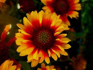 Gaillardia aristada.jpg