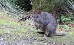 Pademelon de Tasmania.jpg