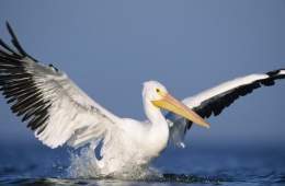 Pelicano blanco americano-Pelecanus erythrorhynchos.jpg