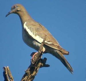 Zenaida asiatica.jpg