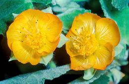Abutilon.jpg