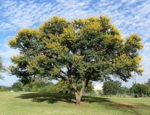 Acacia karroo.jpg