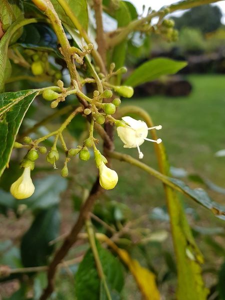 Archivo:Aegiphila odontophylla.jpg