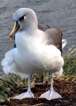 Albatros cabeza gris.jpg